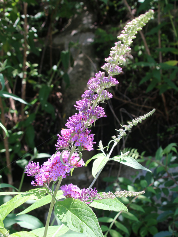 Buddleja 