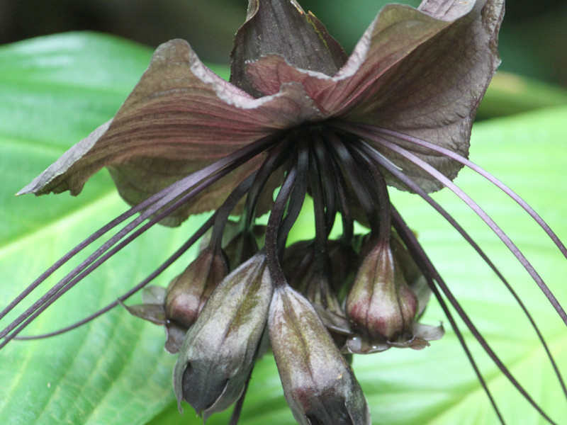 Black bat flower