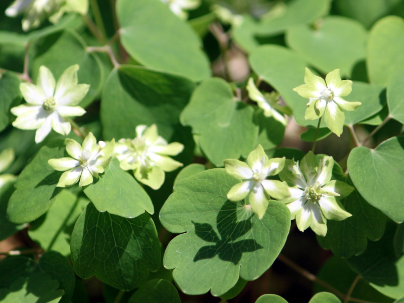 Anemonella thalictroides