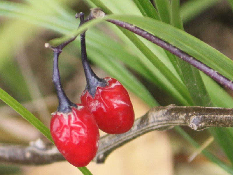 Solanum lyratu