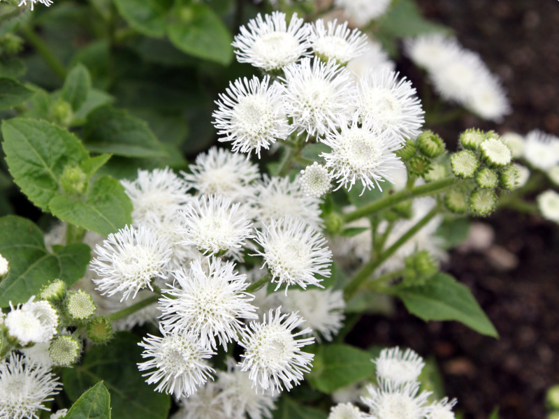 アゲラタム Ageratum Houstonianum かぎけん花図鑑