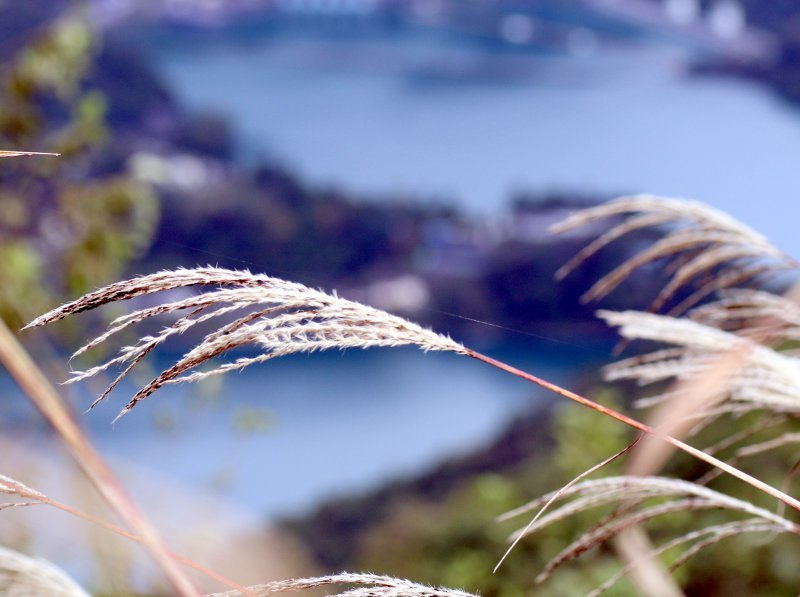 ススキ Miscanthus Sinensis かぎけん花図鑑