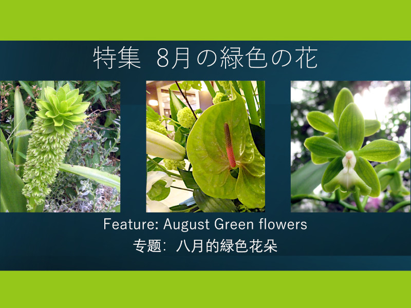 Feature: August Green flowers