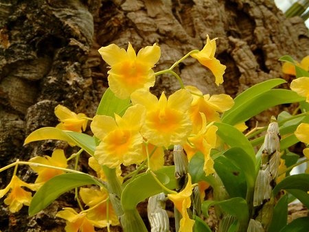 Dendrobium