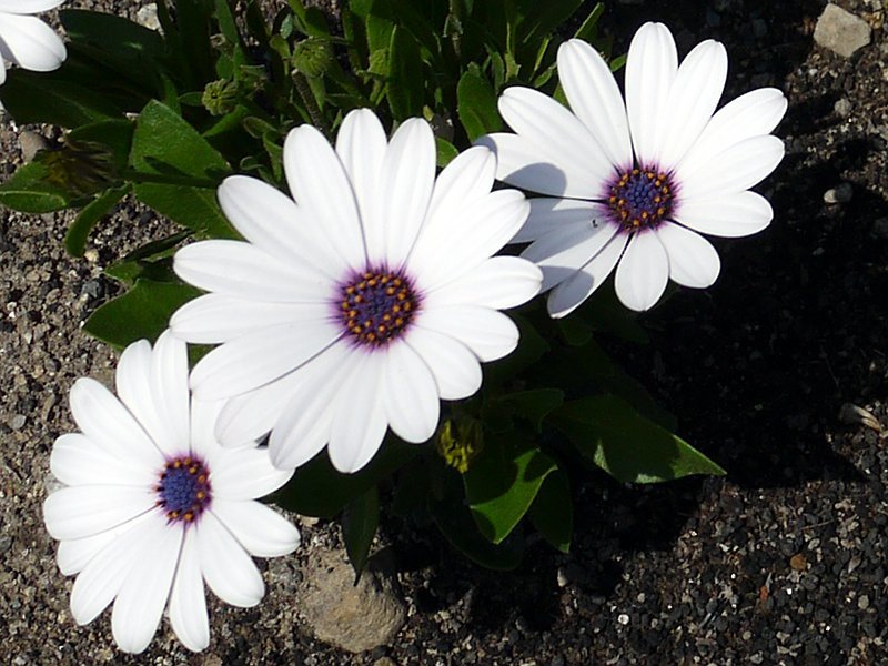 オステオスペルマム Osteospermum かぎけん花図鑑