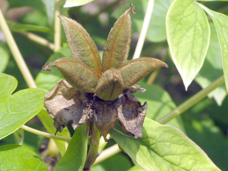 Paeonia suffruticosa