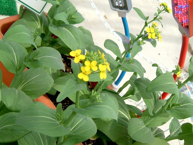 チンゲンサイ Brassica Chinensis L かぎけん花図鑑