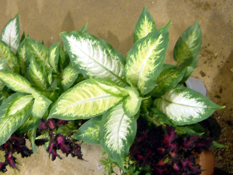 Dieffenbachia