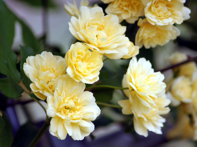 モッコウバラ Rosa Banksiae かぎけん花図鑑