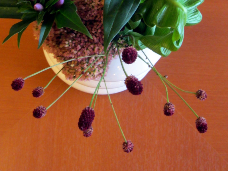 Sanguisorba officinalis