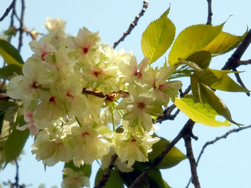 Ukon zakura