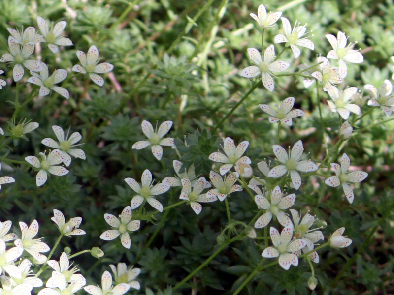 Saxifraga bronchialis 