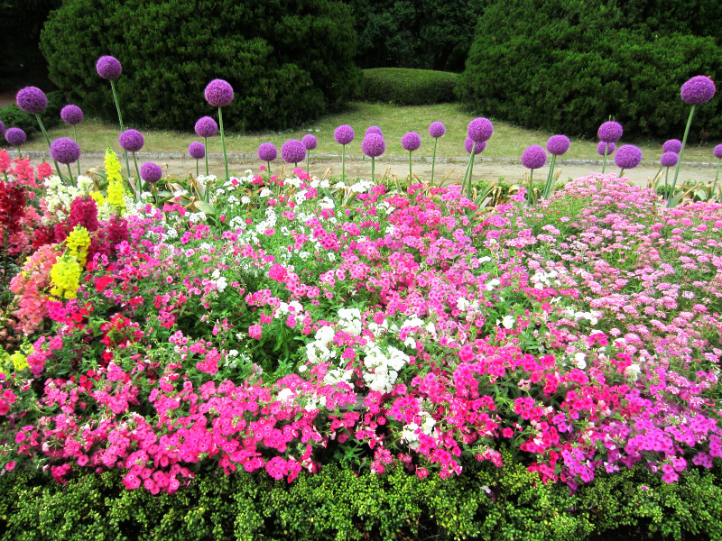 ヒマラヤの花