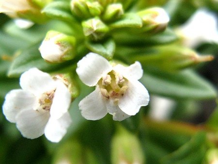 Lysimachia mauritiana