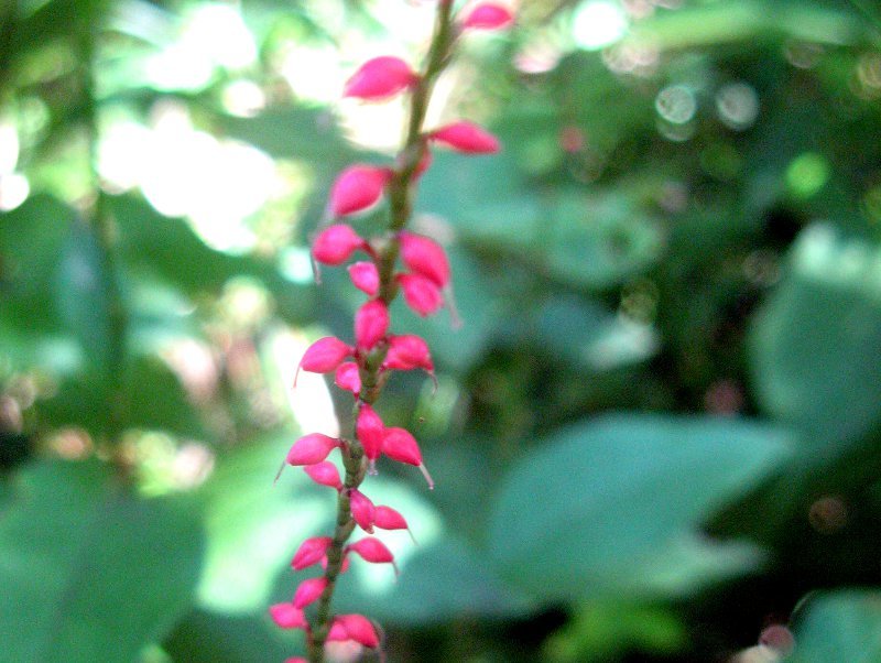 ミズヒキ Polygonum Filiforme かぎけん花図鑑