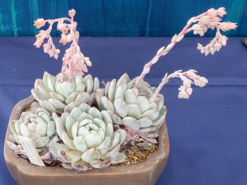 エケベリア 'ラウリンゼ' | Echeveria 'Laulindsa' | かぎけん花図鑑