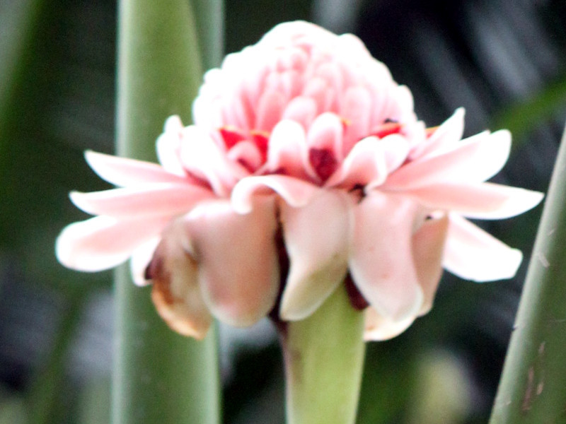 Torch Ginger 