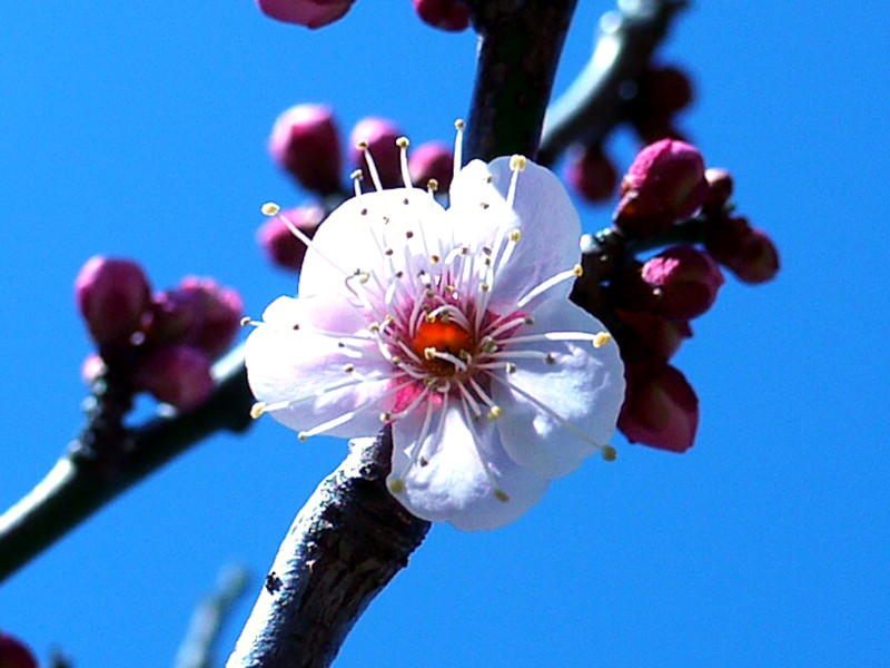 梅 雪の曙 | Prunus mume 'Yukinoakebono' | かぎけん花図鑑