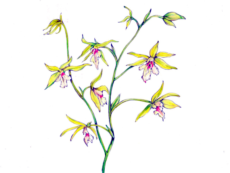 Calanthe nipponica