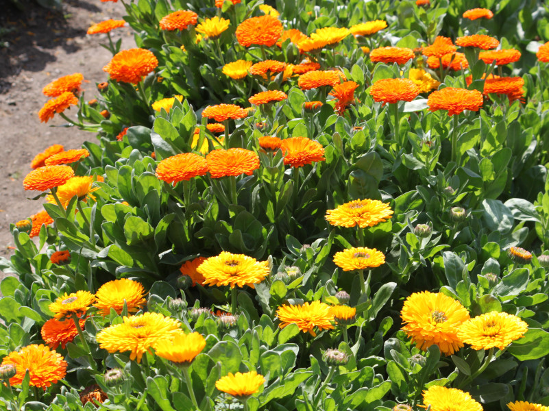 Calendula officinalis