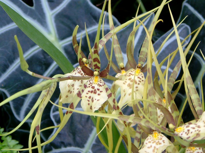 spider orchid