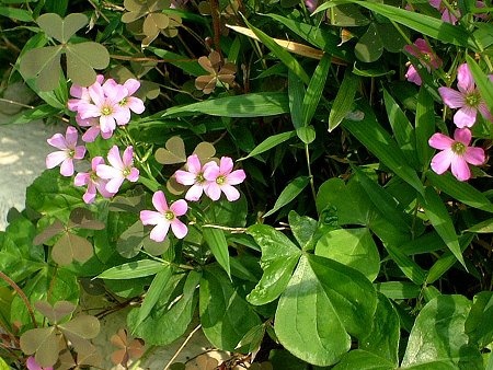 Violet wood-sorrel