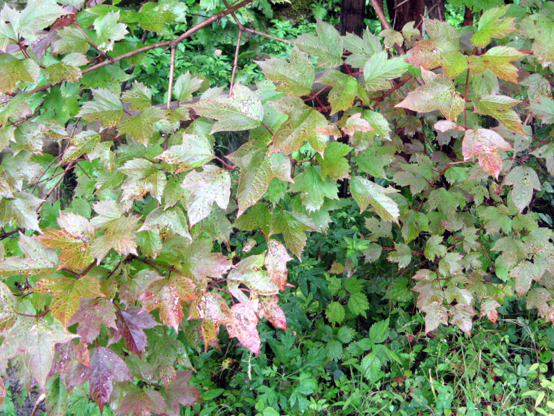 Viburnum sargentii