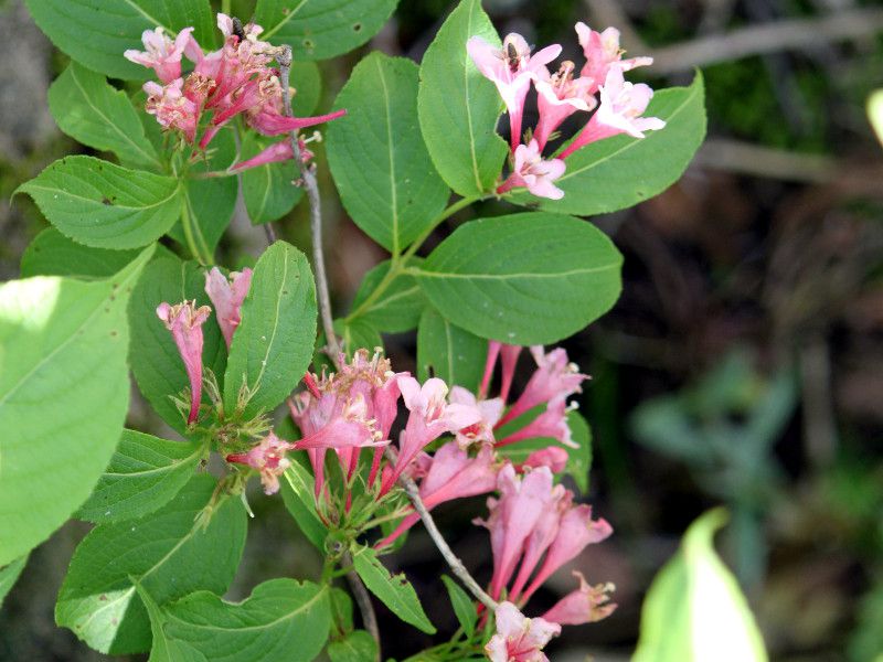 Weigela hortensis