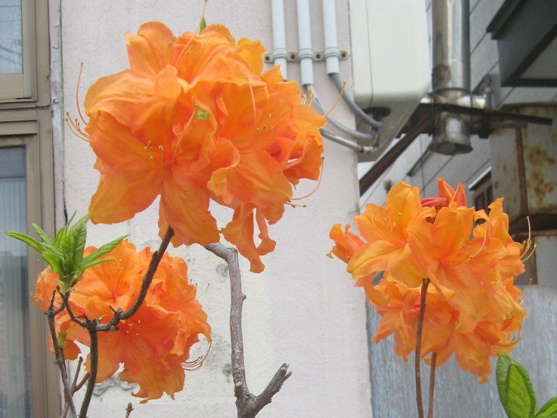 エクスバリーアザレア Rhododendron Sanctum Var Lasiogynum かぎけん花図鑑