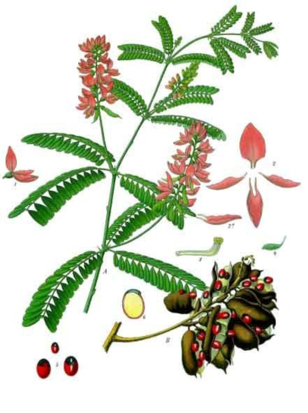 Abrus precatorius