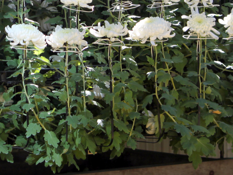 Chrysanthemum 1000 Blossoms