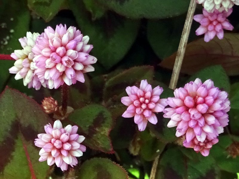 Persicaria capitata