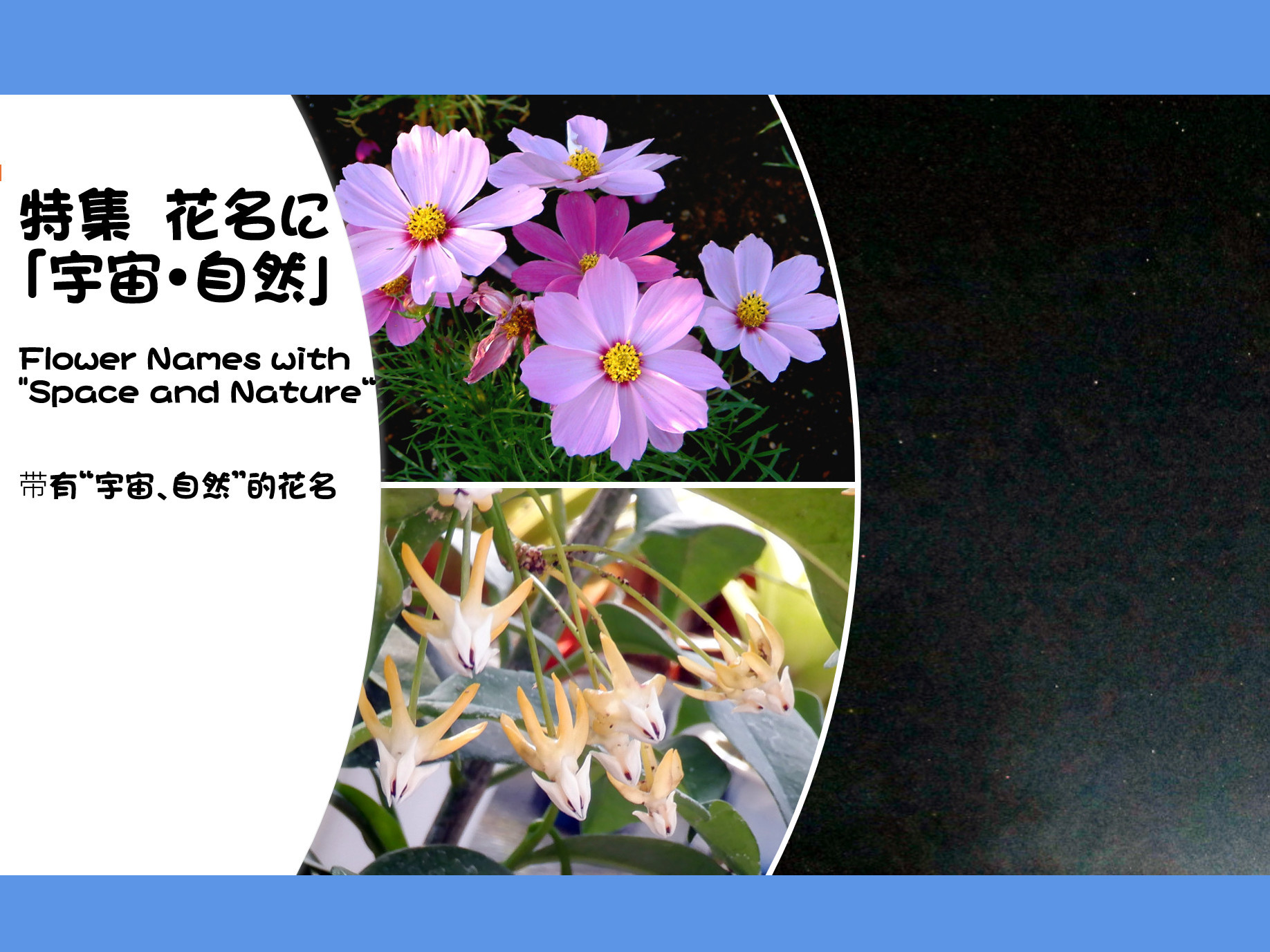 特集　花名に「宇宙・自然」