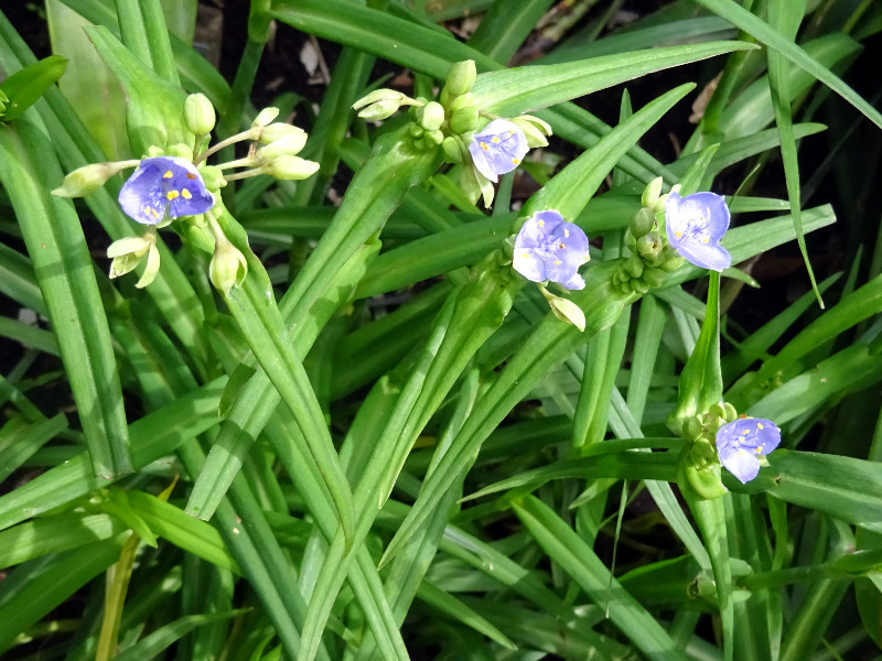 ムラサキツユクサ Tradescantia Ohiensis かぎけん花図鑑