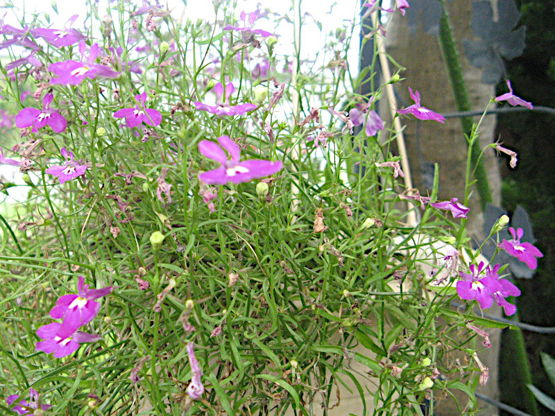 Lobelia 'azzurro-compact'