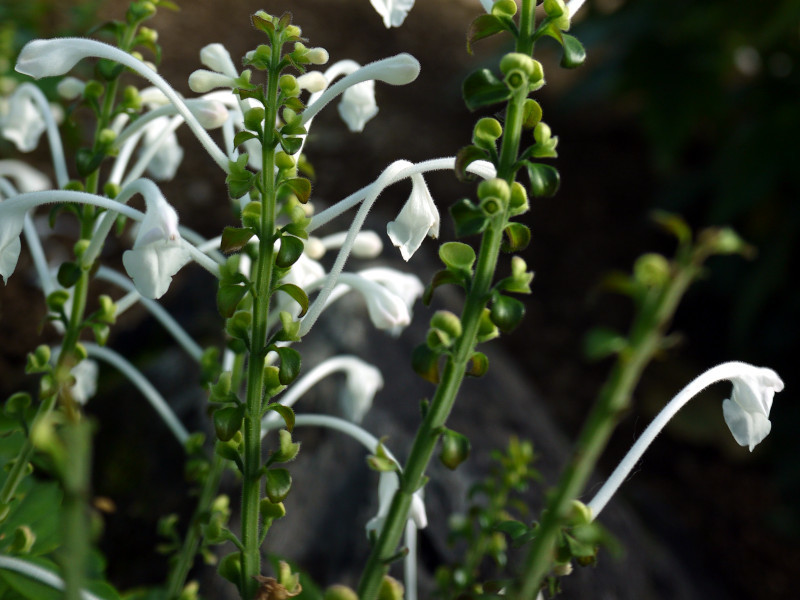 Scutellaria longituba