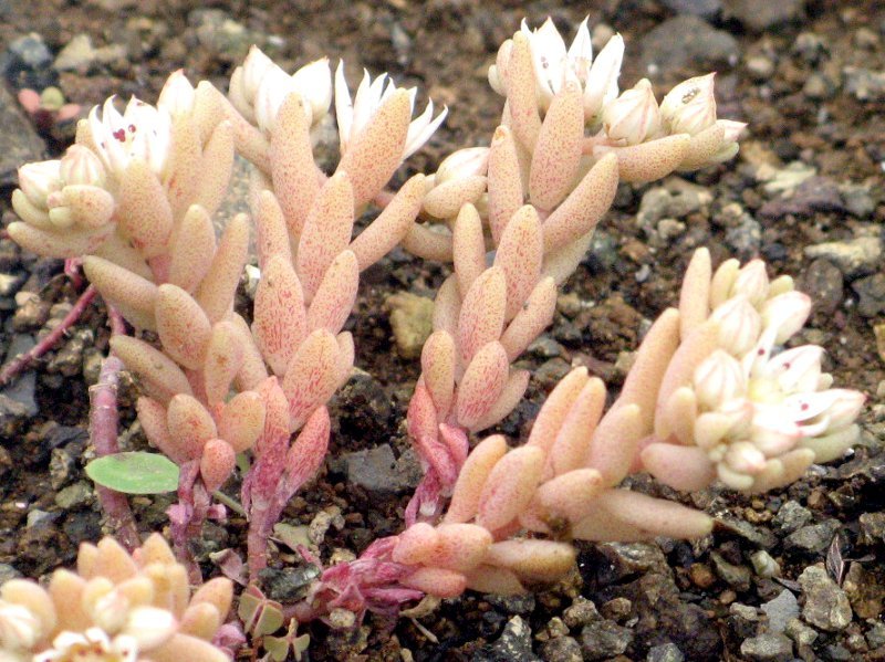 Orostachys iwarenge.