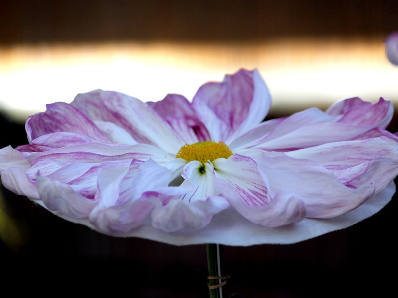 Gyokkoin (florists’ daisy)