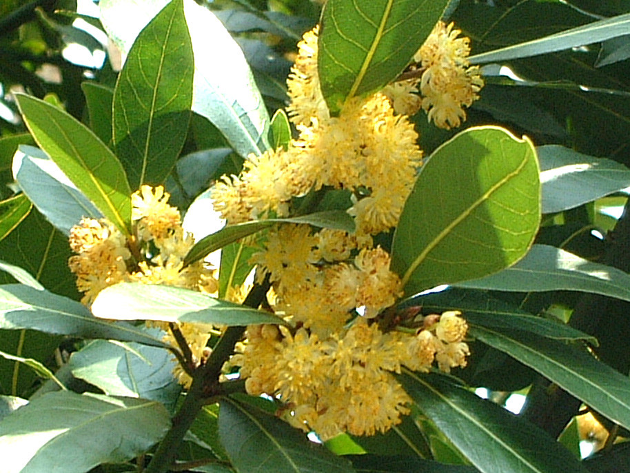 ゲッケイジュ Laurus Nobilis かぎけん花図鑑