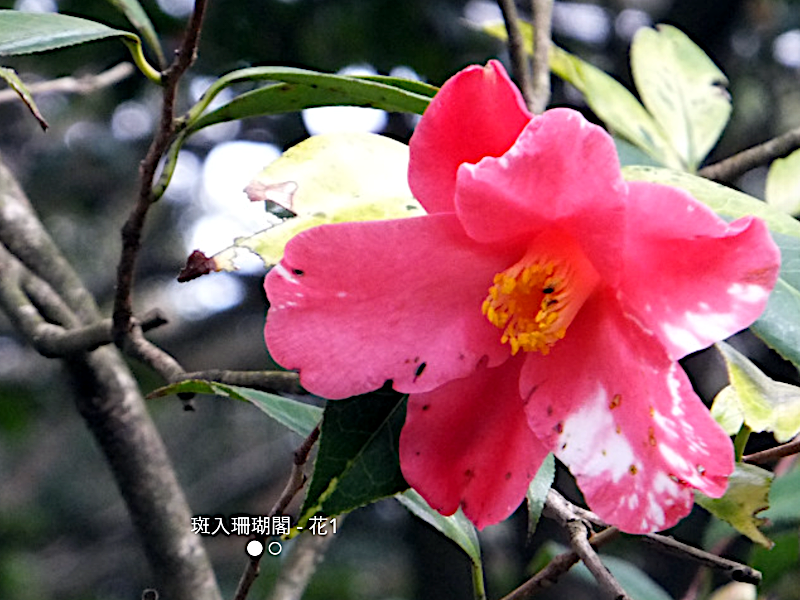 山茶花’ 斑纹珊瑚馆’