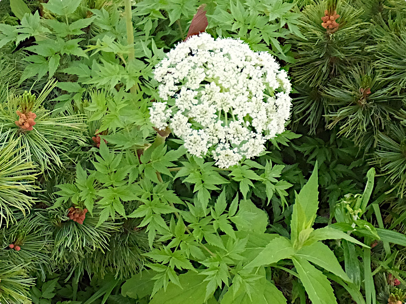 Angelica polymorpha