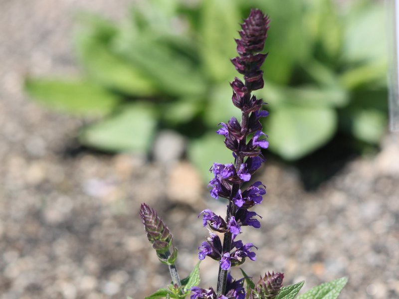 Salvia sperba 'Mellow Blue'