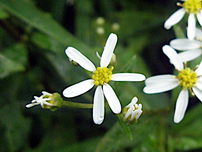 东风菜