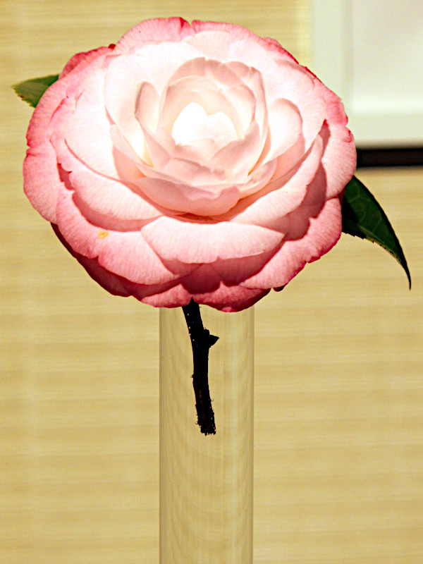 Camellia japonica 'Desire'