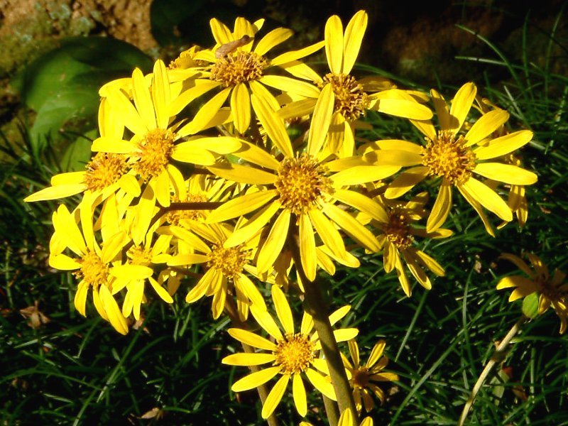 10月の黄色い花 かぎけん花図鑑