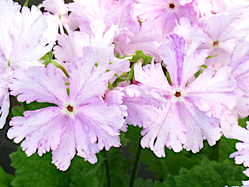 富山19　日本桜草 ’無礼講’（Primula sieboldii 'Bureiko'）