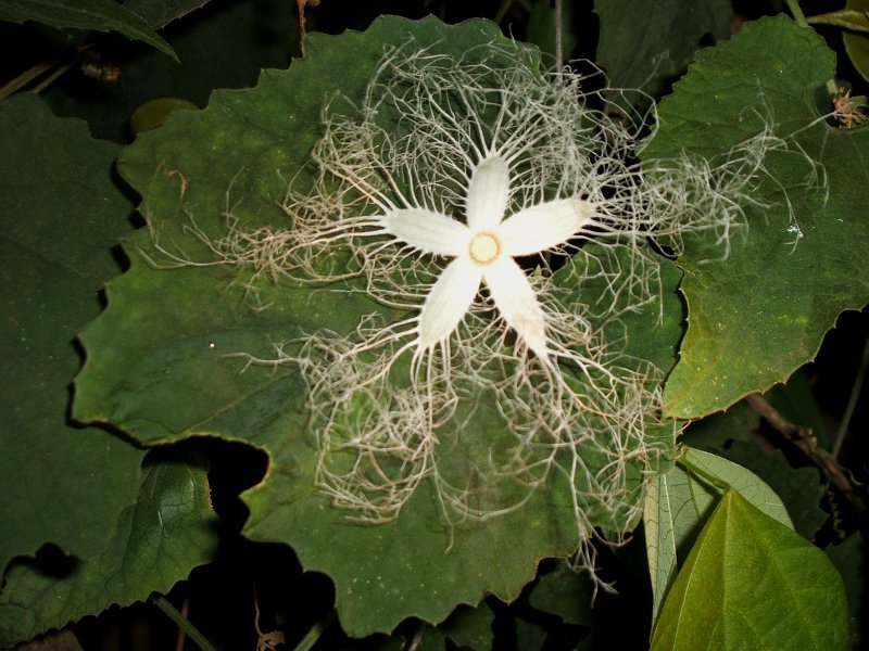 カラスウリ Trichosanthes Cucumeroides かぎけん花図鑑