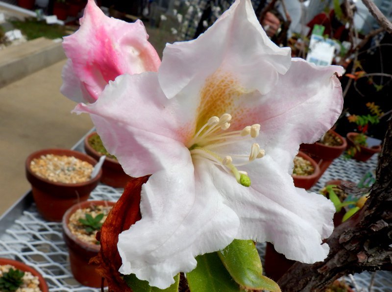 Rhododendron ciliicalyx