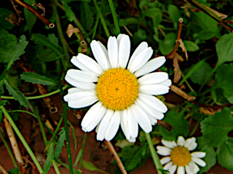 Leucanthemum vulgare