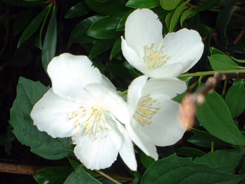 Philadelphus satsumi